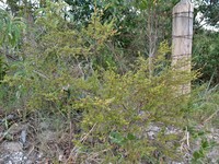 Baccharis xiphophylla