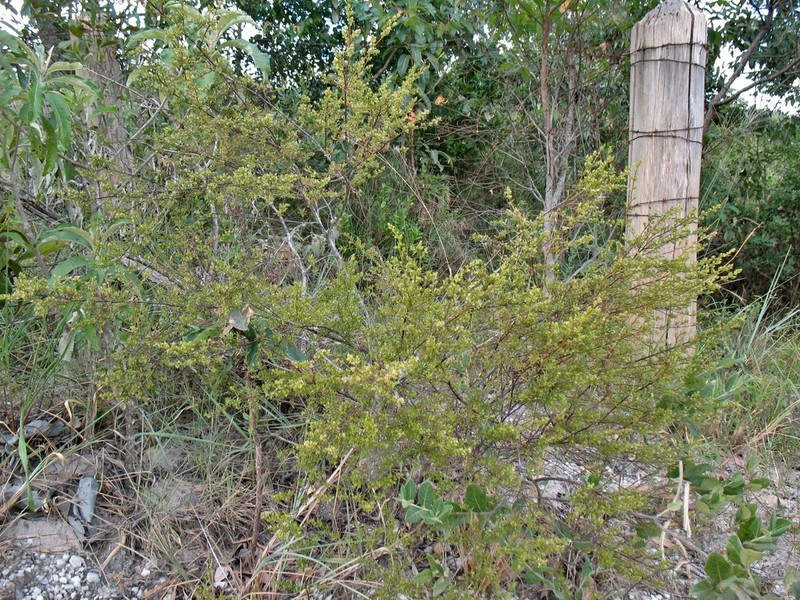Baccharis xiphophylla