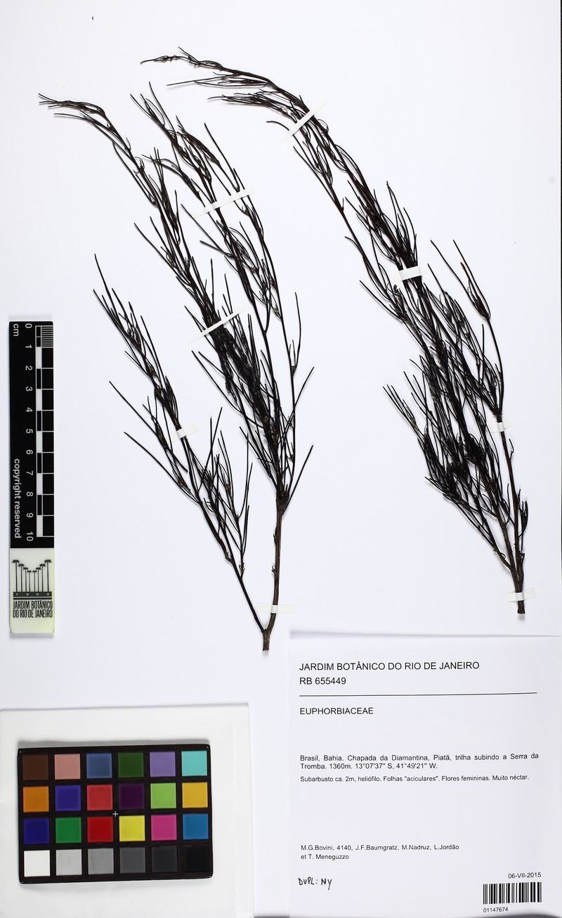 Baccharis xiphophylla photo 3