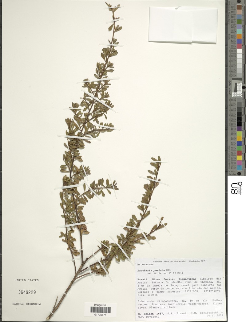 Baccharis xiphophylla photo 4