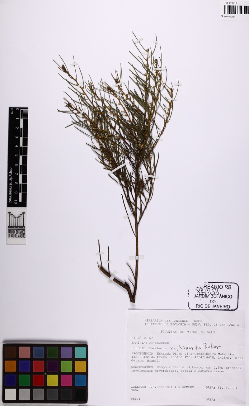Baccharis xiphophylla photo 5