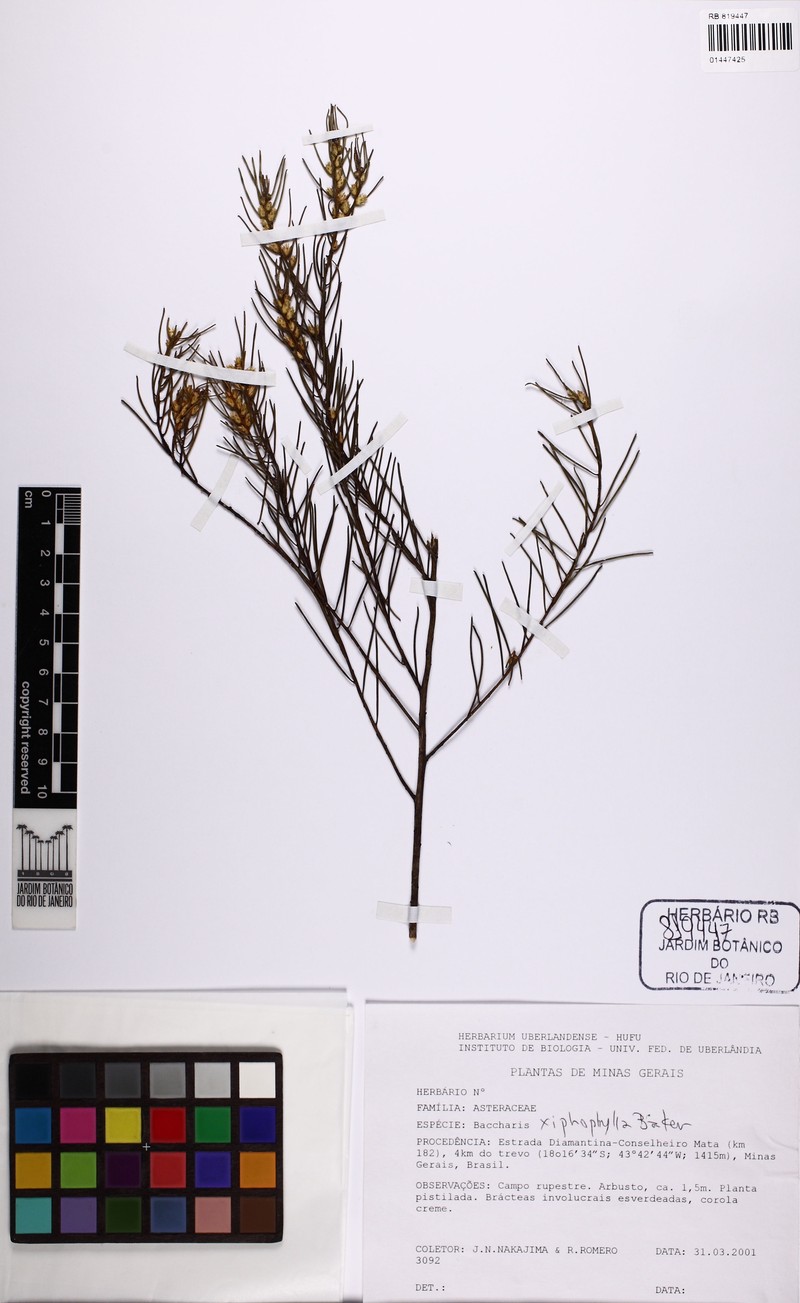 Baccharis xiphophylla photo 6