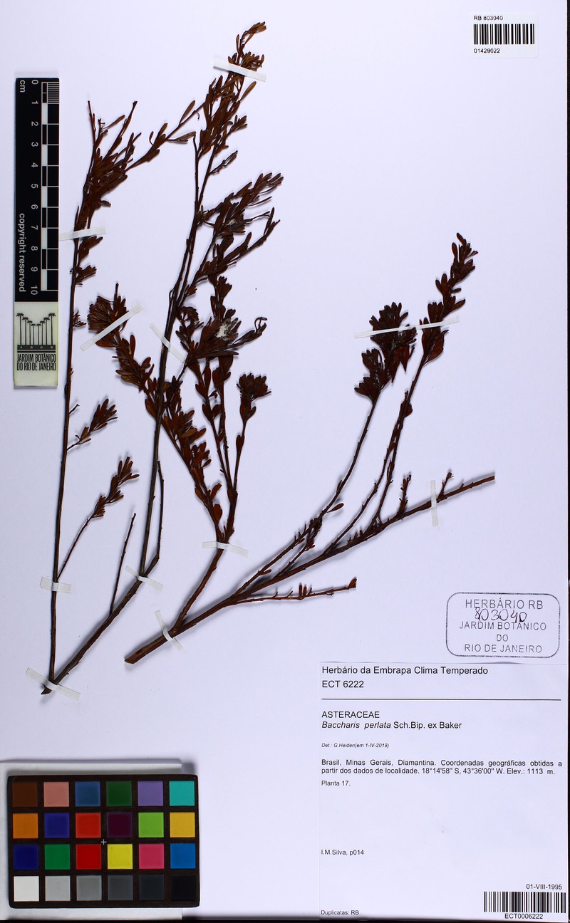 Baccharis xiphophylla photo 7