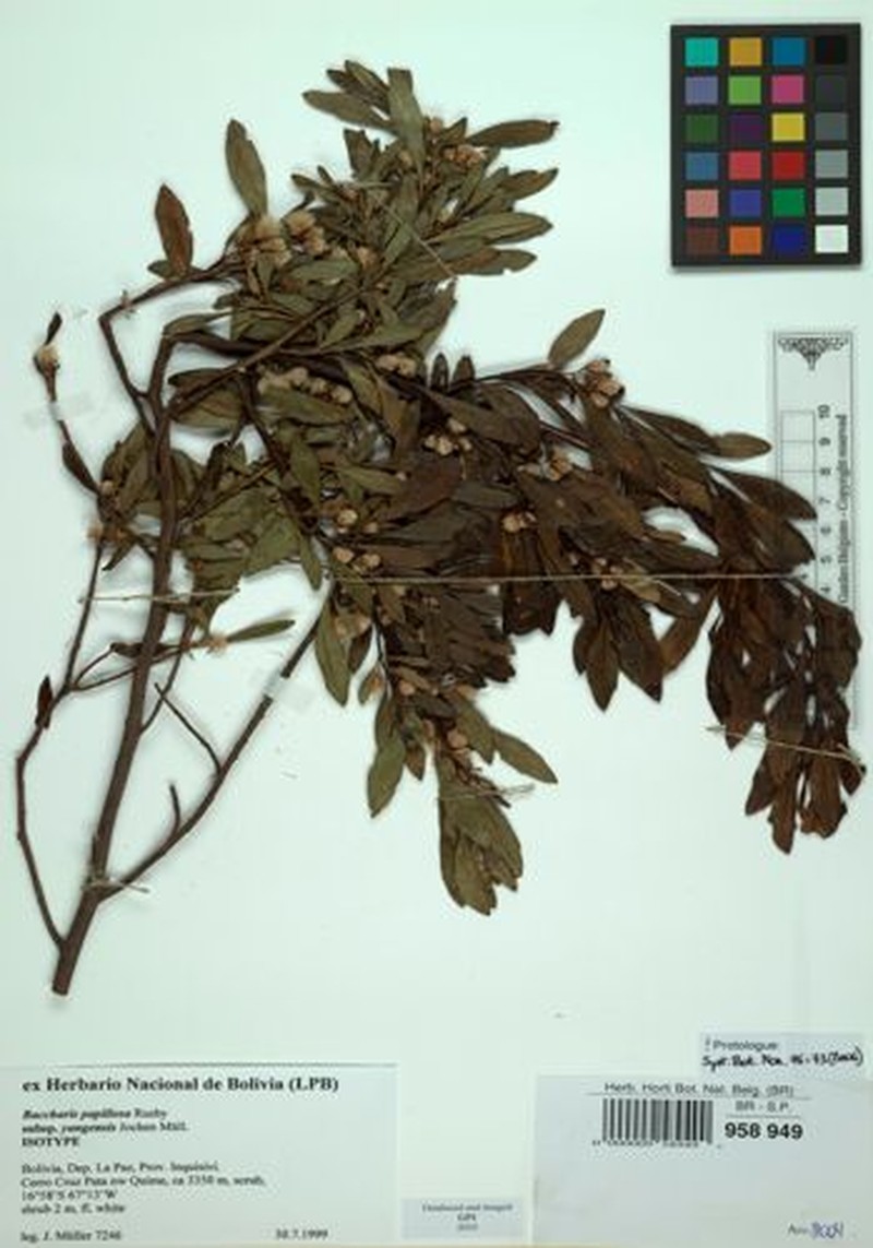 Baccharis yungensis