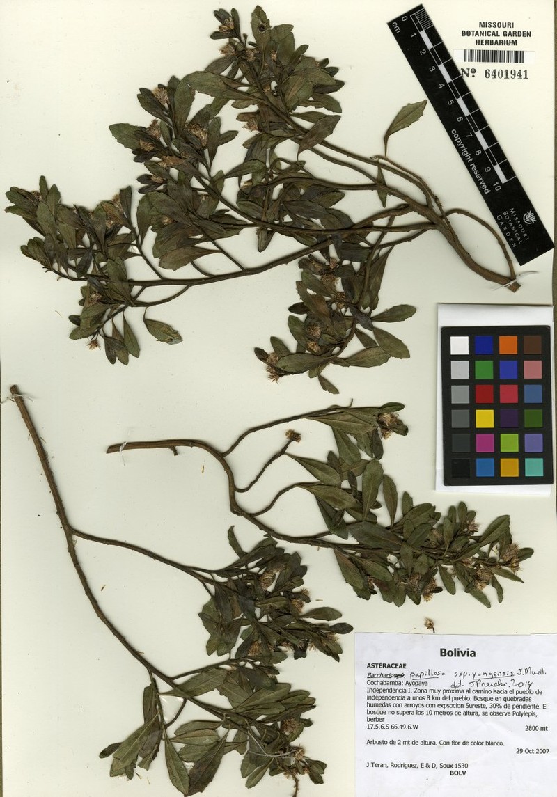 Baccharis yungensis photo 2