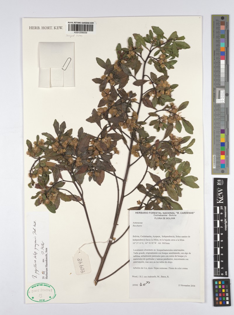 Baccharis yungensis photo 3
