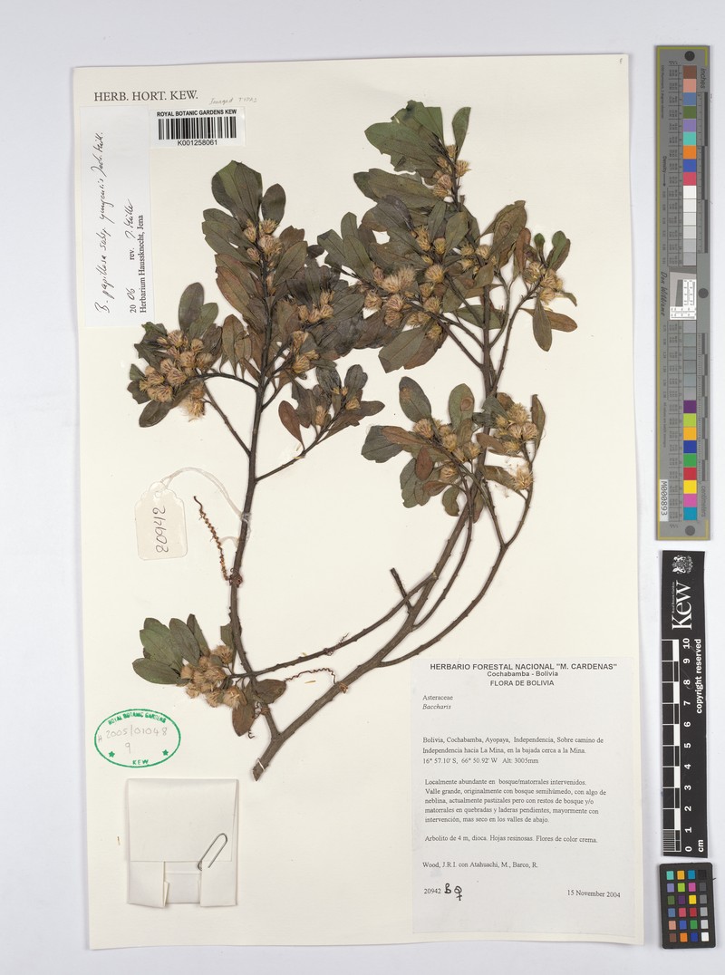 Baccharis yungensis photo 4