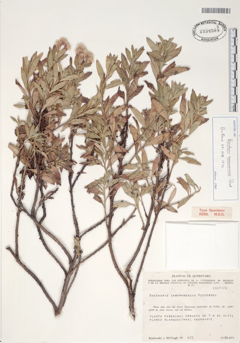 Baccharis zamoranensis