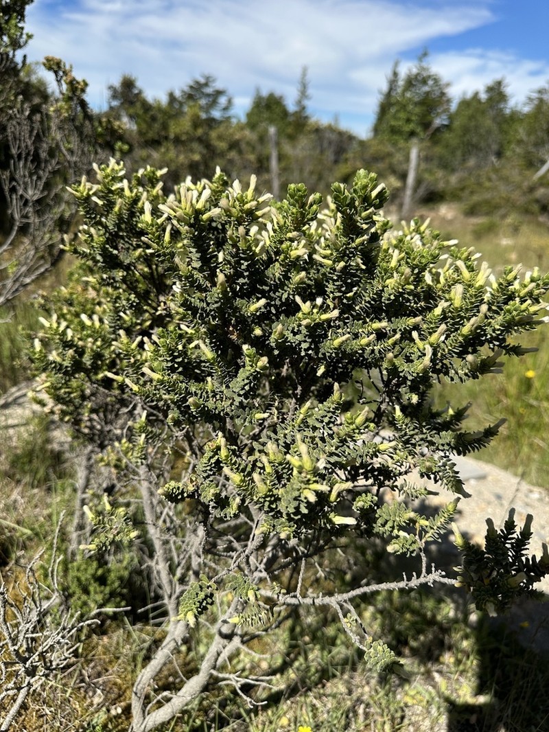 Baccharis zoellneri