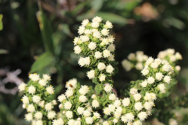 Baccharis zoellneri photo 2