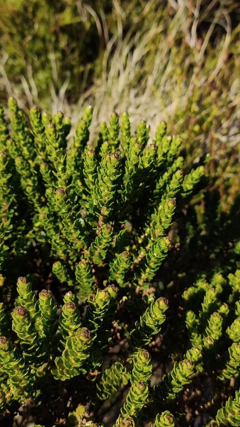 Baccharis zoellneri photo 3