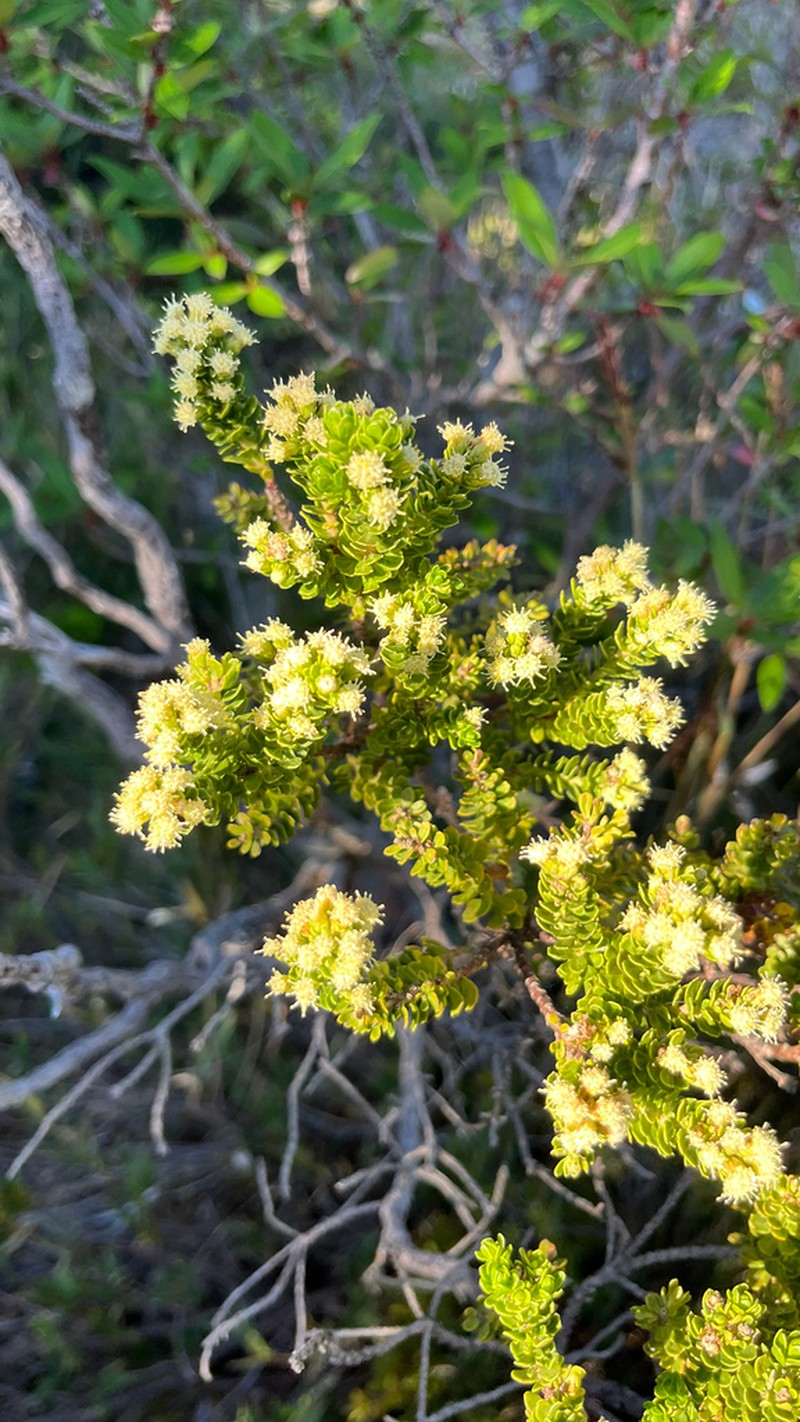 Baccharis zoellneri photo 4