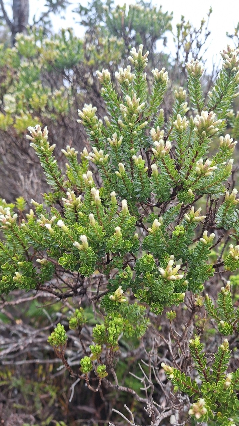 Baccharis zoellneri photo 5