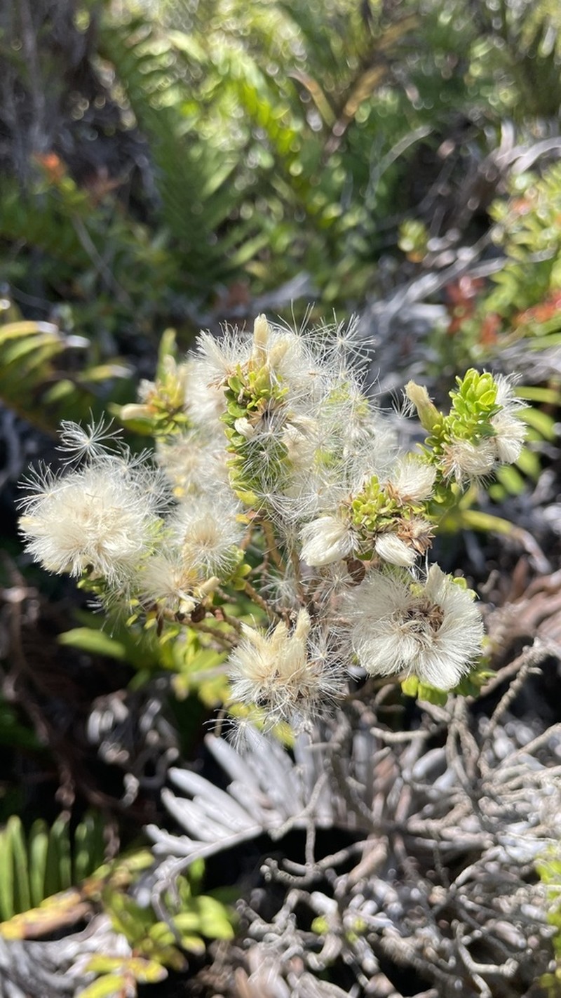 Baccharis zoellneri photo 6