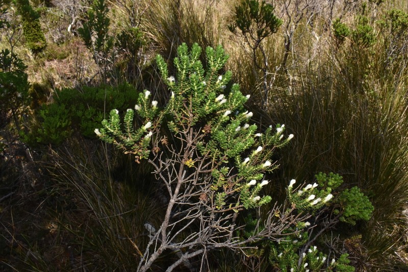Baccharis zoellneri photo 7