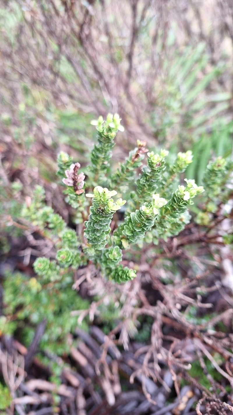 Baccharis zoellneri photo 8