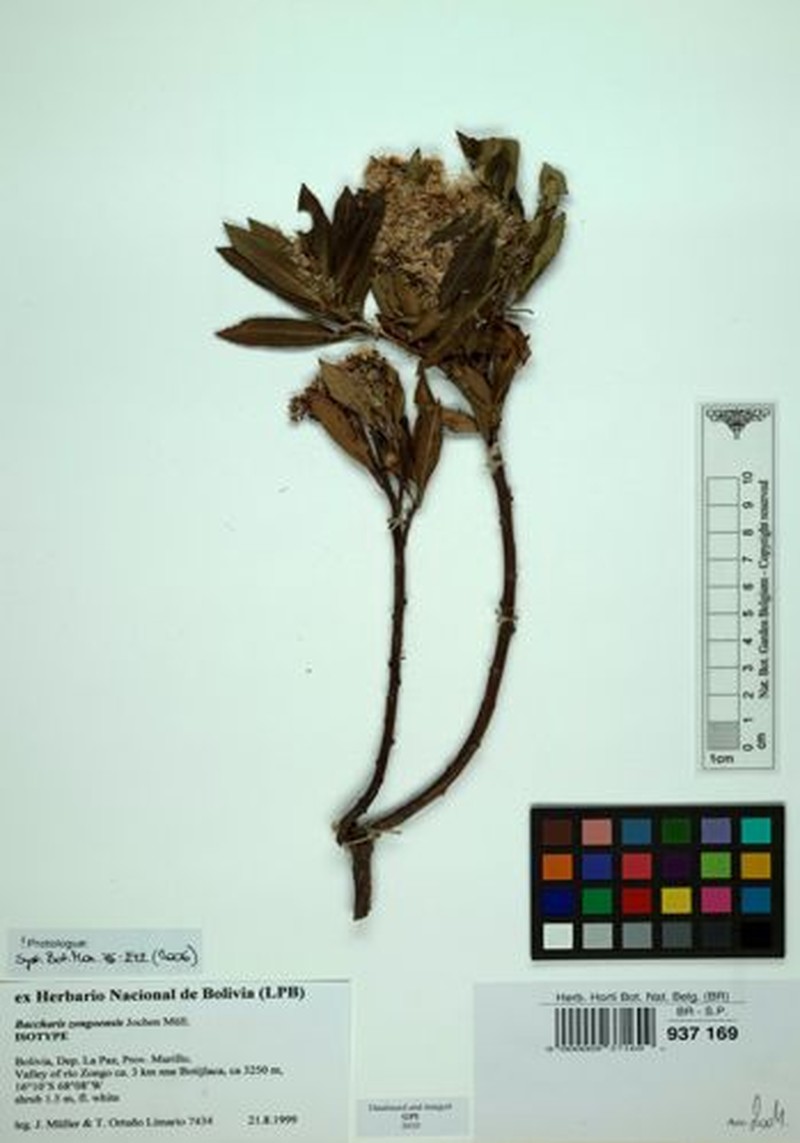 Baccharis zongoensis