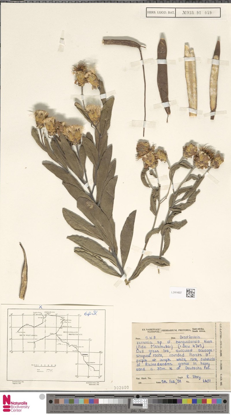 Baccharoides benguellensis