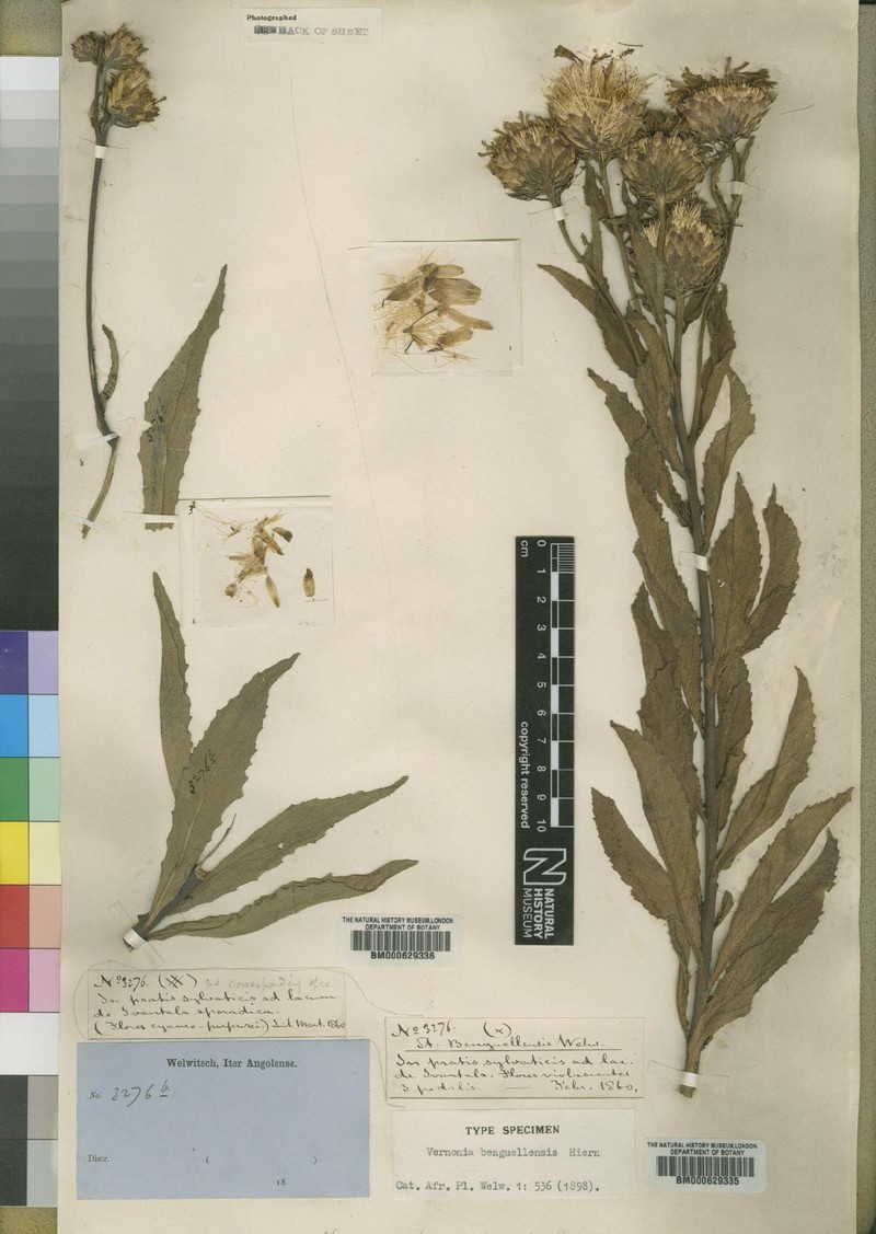 Baccharoides benguellensis photo 2