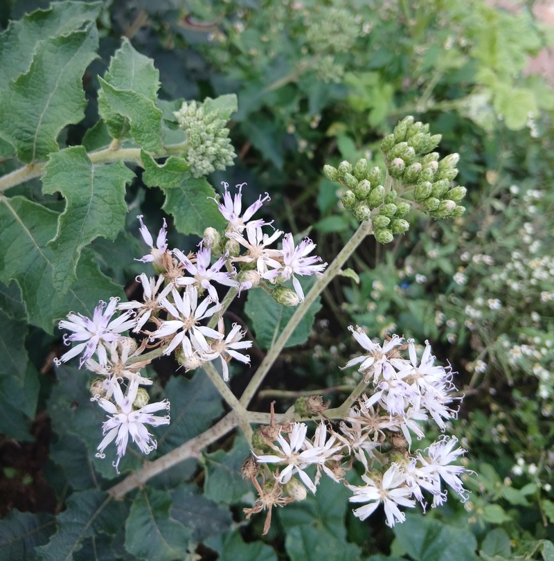 Baccharoides lasiopus var. lasiopus