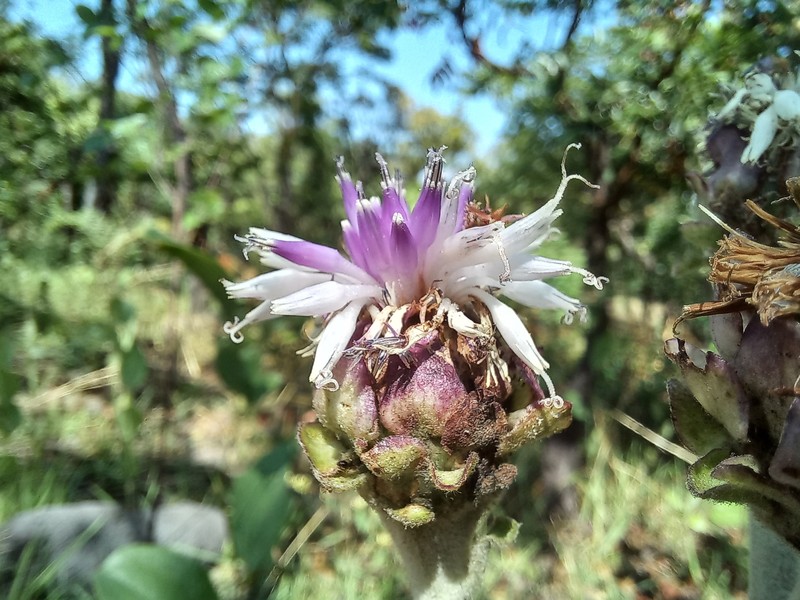 Baccharoides longepedunculata var. longepedunculata