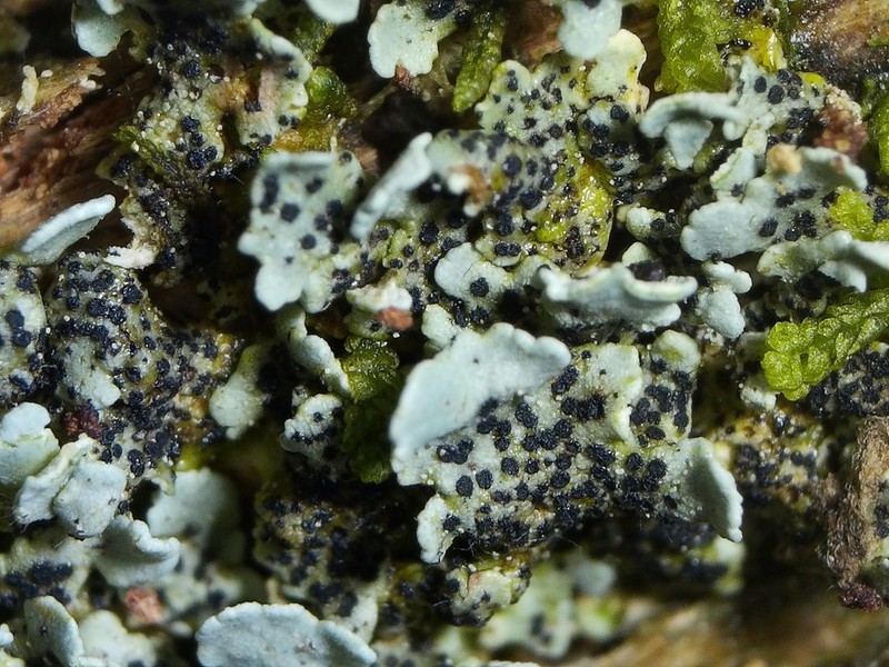 Bachmanniomyces Lichen