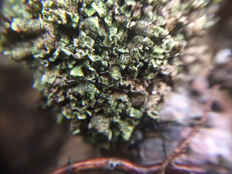 Bachmanniomyces Lichen photo 2