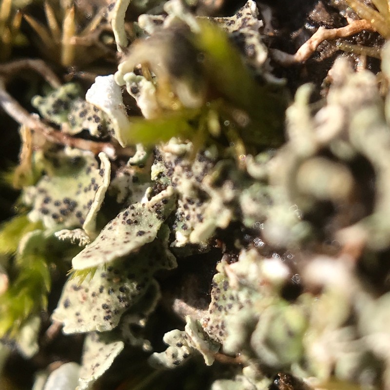 Bachmanniomyces Lichen photo 3