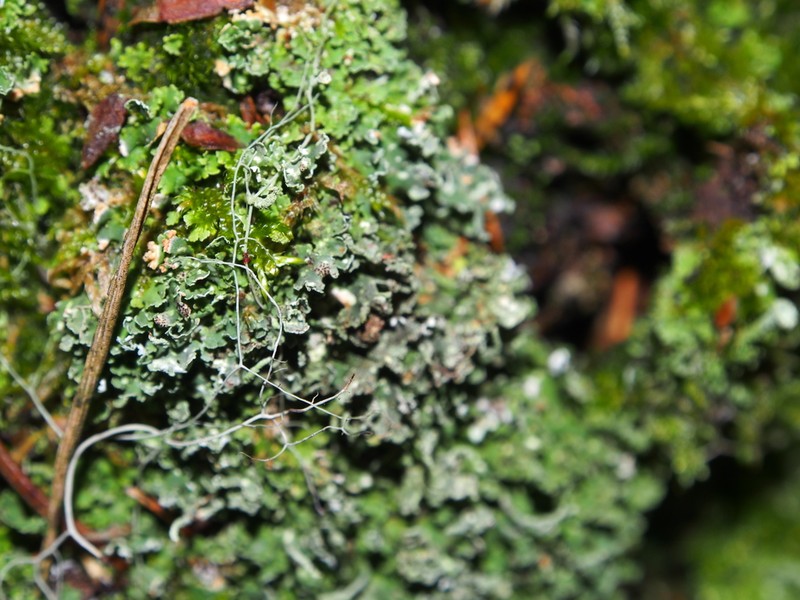 Bachmanniomyces Lichen photo 4