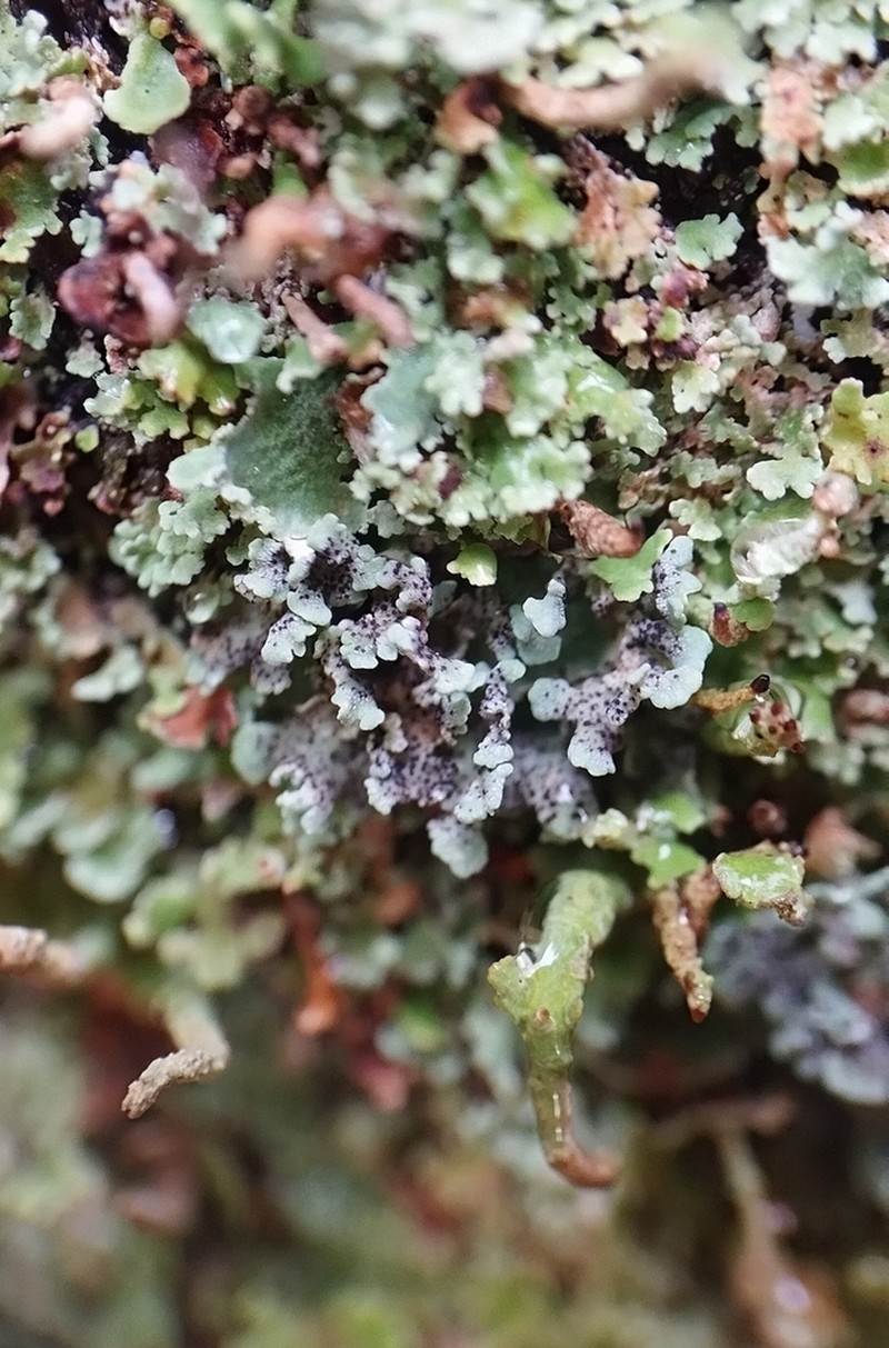 Bachmanniomyces Lichen photo 5