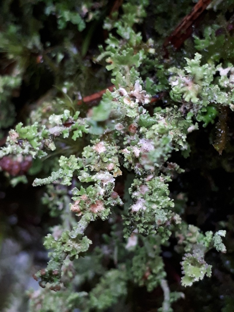 Bachmanniomyces Lichen photo 6