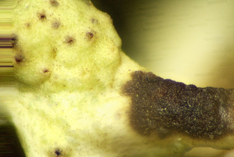 Bachmanniomyces Lichen photo 7