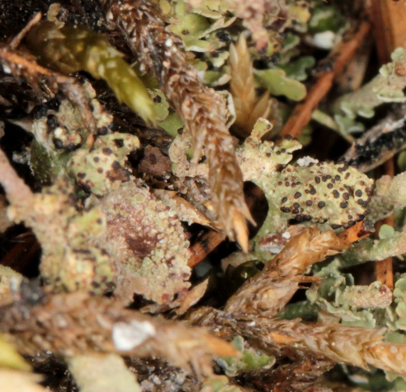 Bachmanniomyces Lichen photo 8