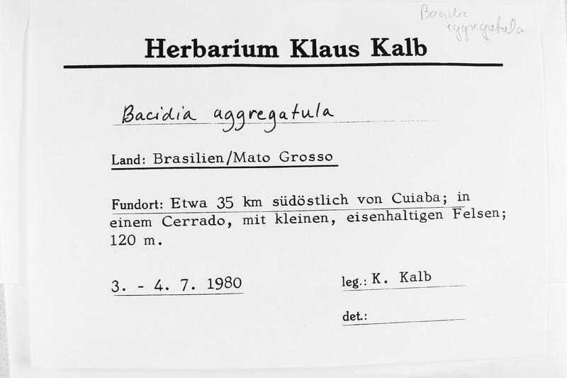 Bacidia aggregatula