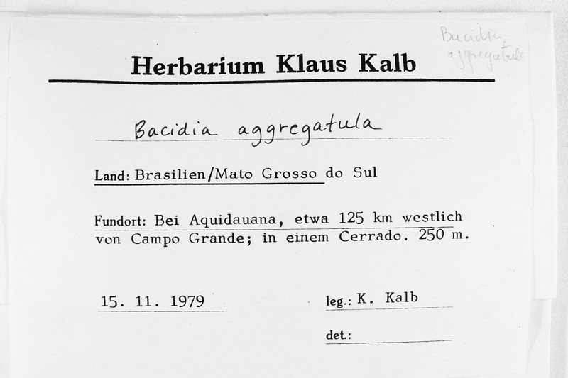 Bacidia aggregatula photo 4