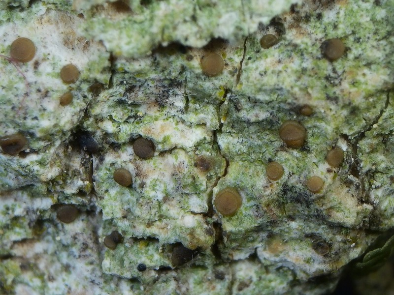 Dotted Lichen