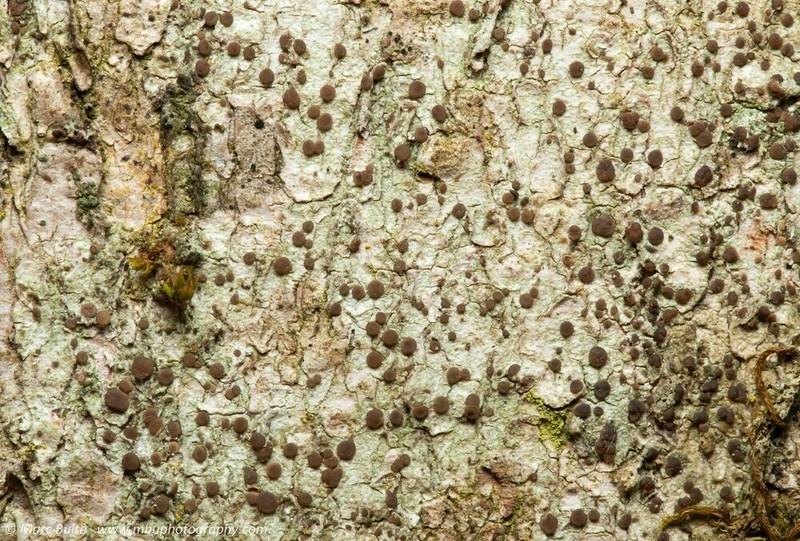 Dotted Lichen photo 2