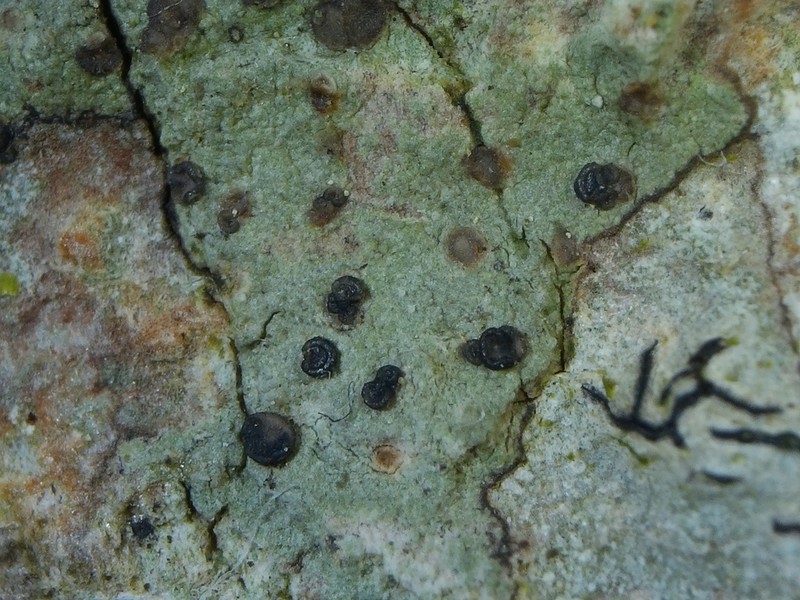 Dotted Lichen photo 3