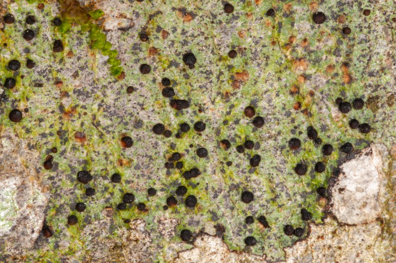 Dotted Lichen photo 4
