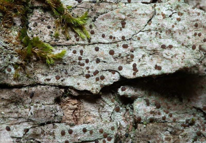 Dotted Lichen photo 5