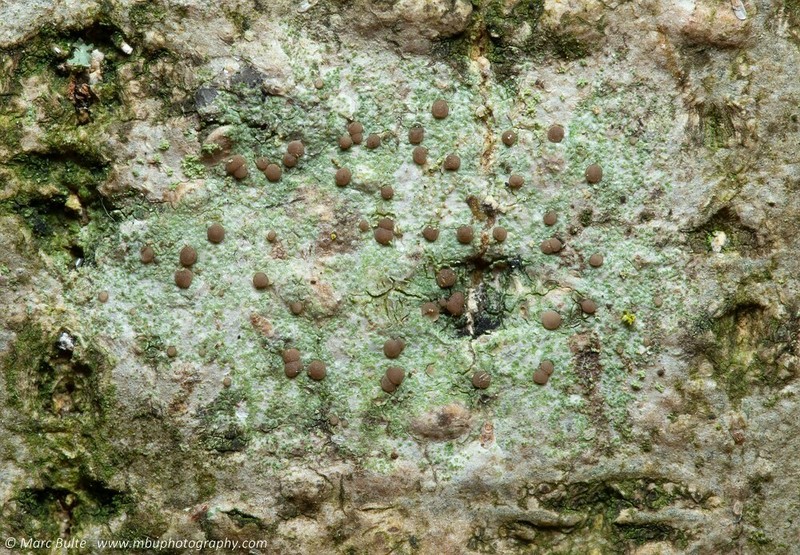 Dotted Lichen photo 6