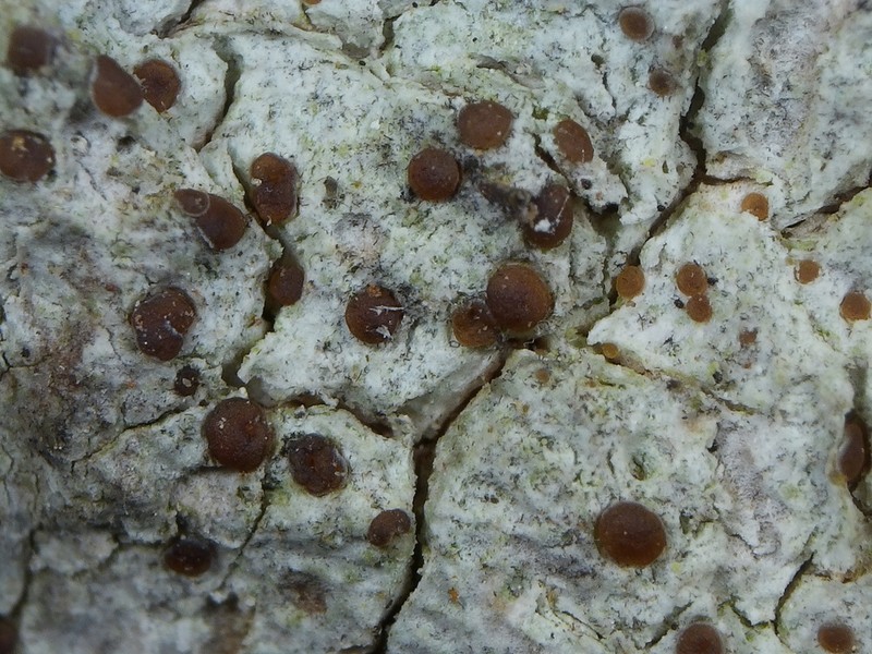 Dotted Lichen photo 7