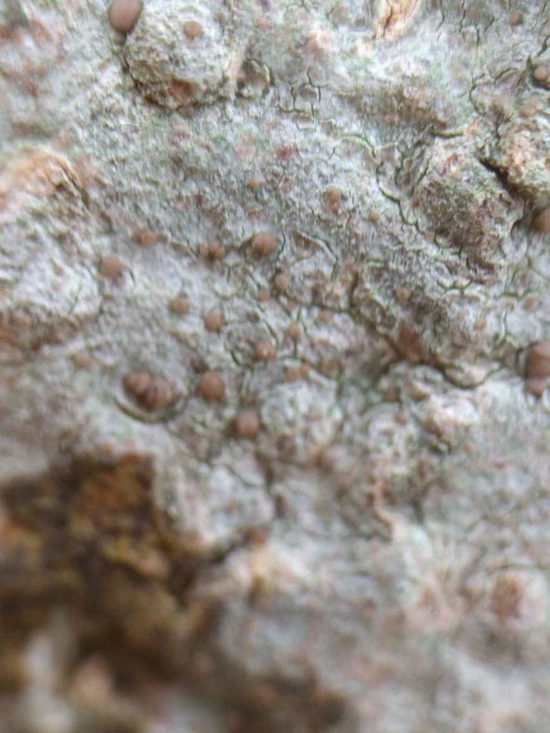 Dotted Lichen photo 8