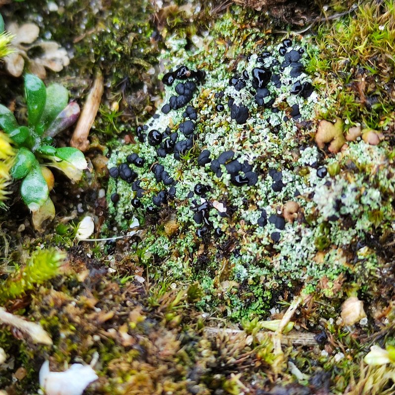 Baglietto'A Dotted Lichen