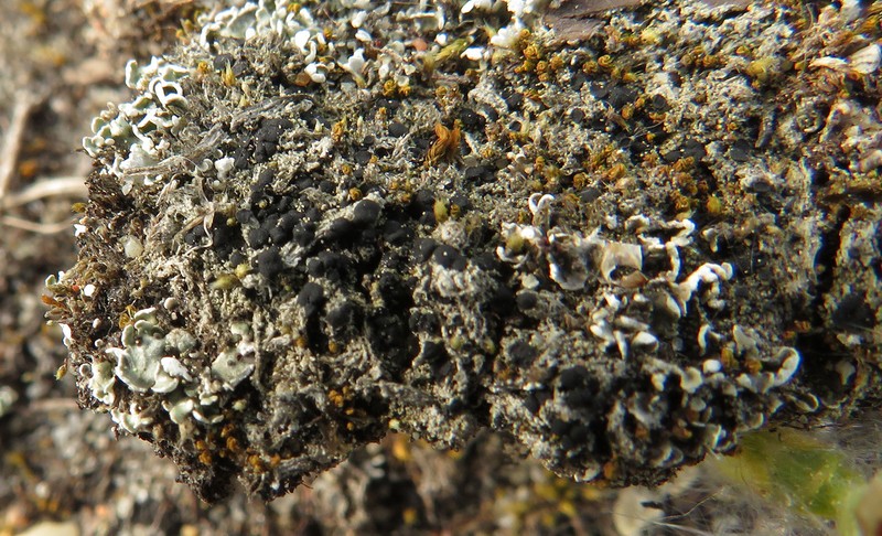 Baglietto'A Dotted Lichen