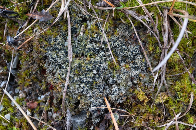 Baglietto'A Dotted Lichen photo 2