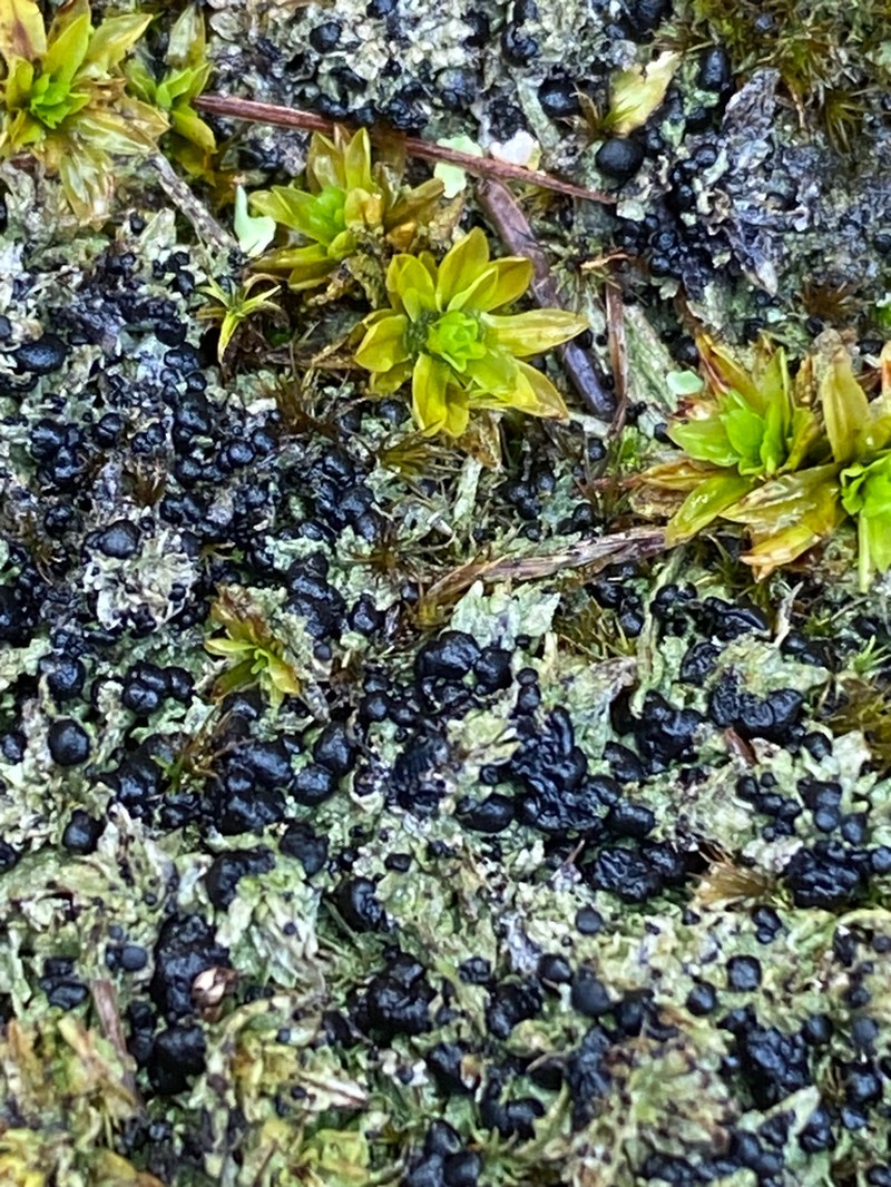 Baglietto'A Dotted Lichen photo 3
