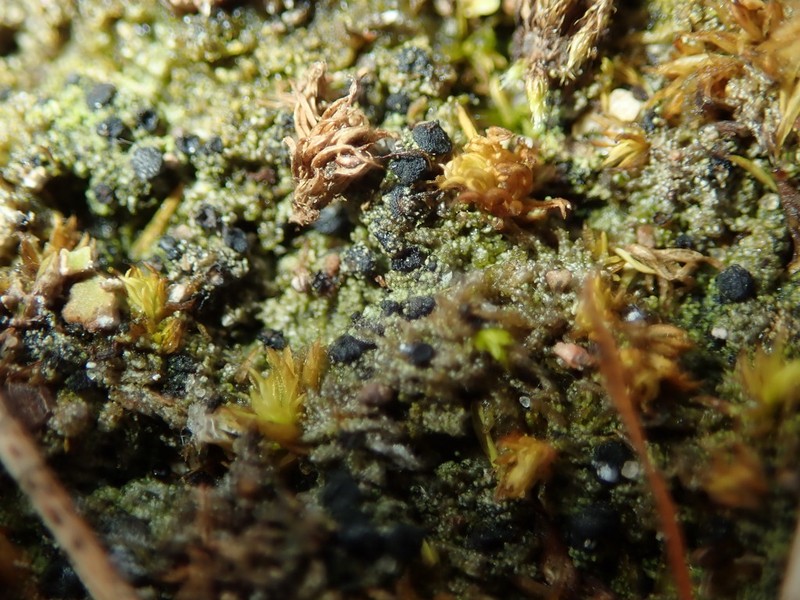 Baglietto'A Dotted Lichen photo 4