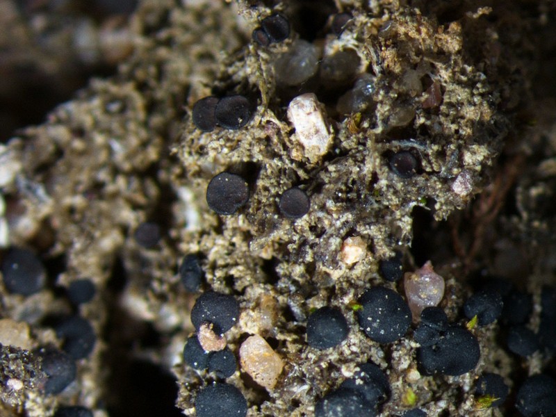 Baglietto'A Dotted Lichen photo 5