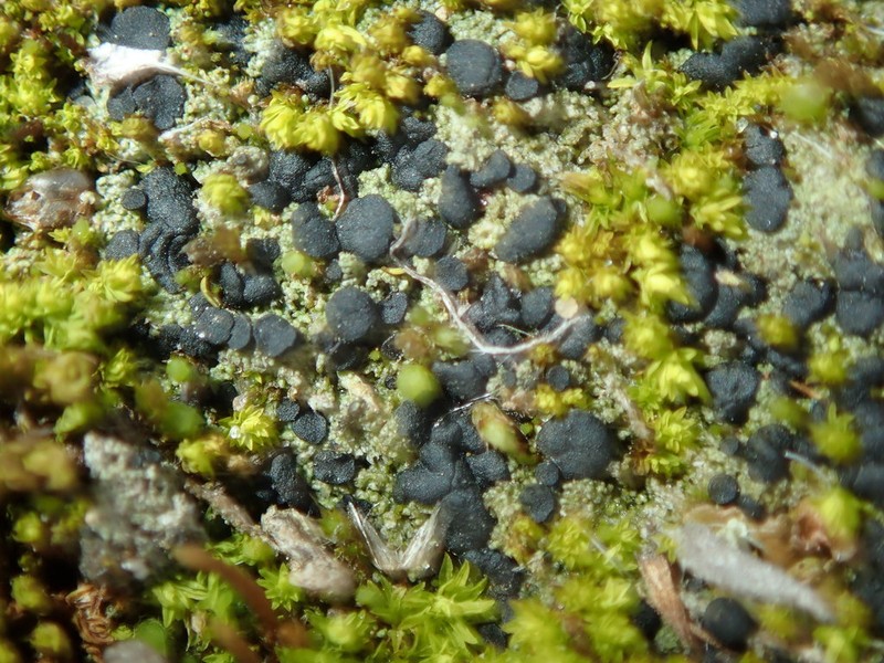 Baglietto'A Dotted Lichen photo 6